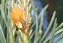Araniella_displicata_D3005_Z_91_NP De Hoge Veluwe_Nederland